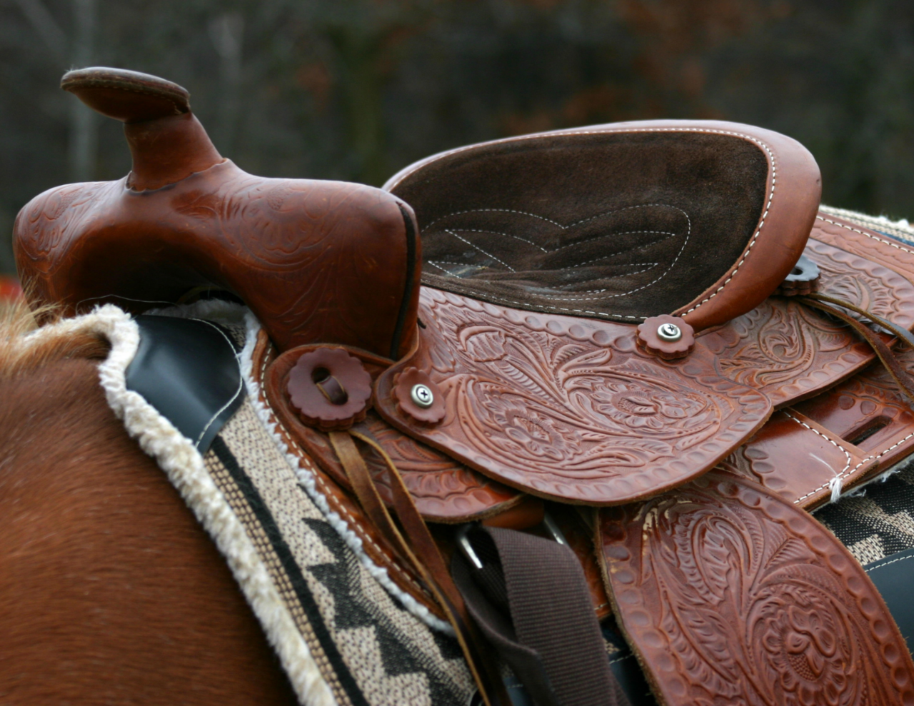 I segnali che indicano una sella inadatta al cavallo