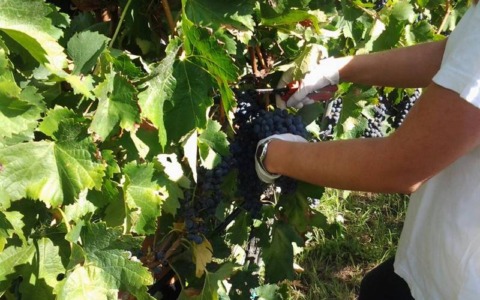La calda estate 2026 anticipa la vendemmia