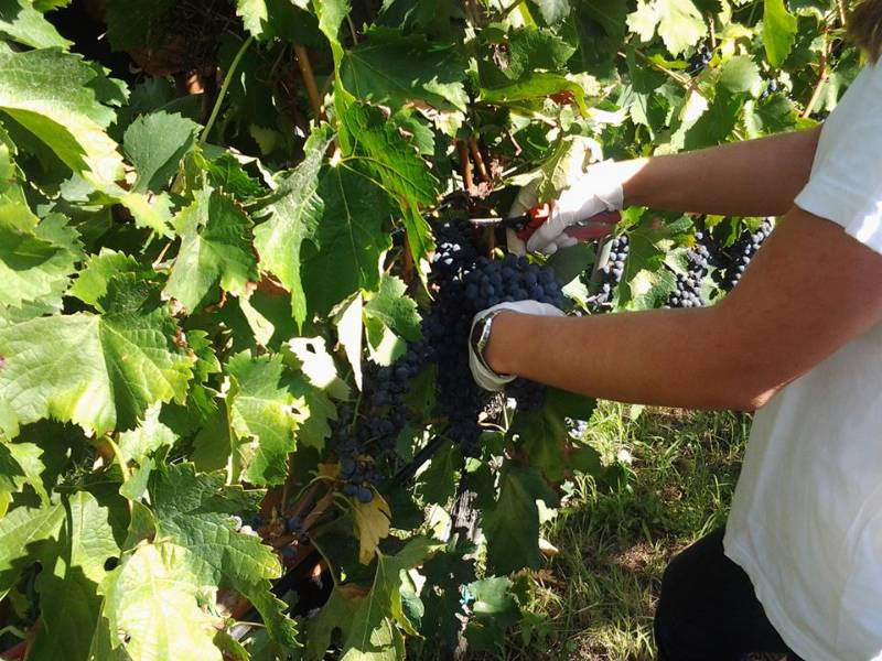 La calda estate 2026 anticipa la vendemmia