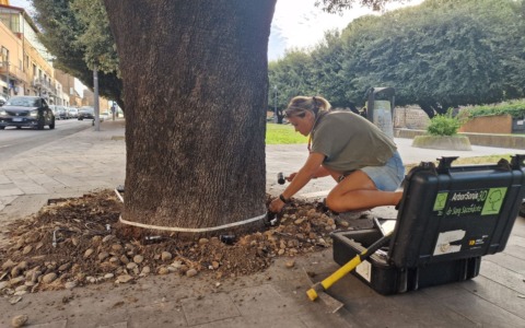 L’analisi dei lecci del Parco della Rimembranza