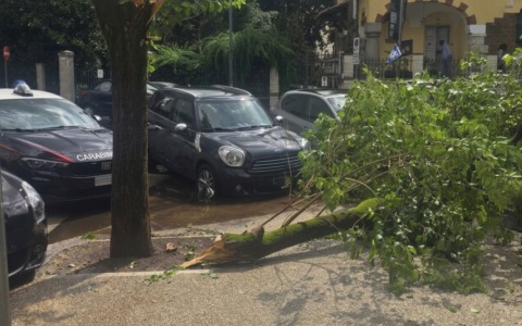 Ramo si stacca davanti al Liceo Avogadro: tre studenti feriti