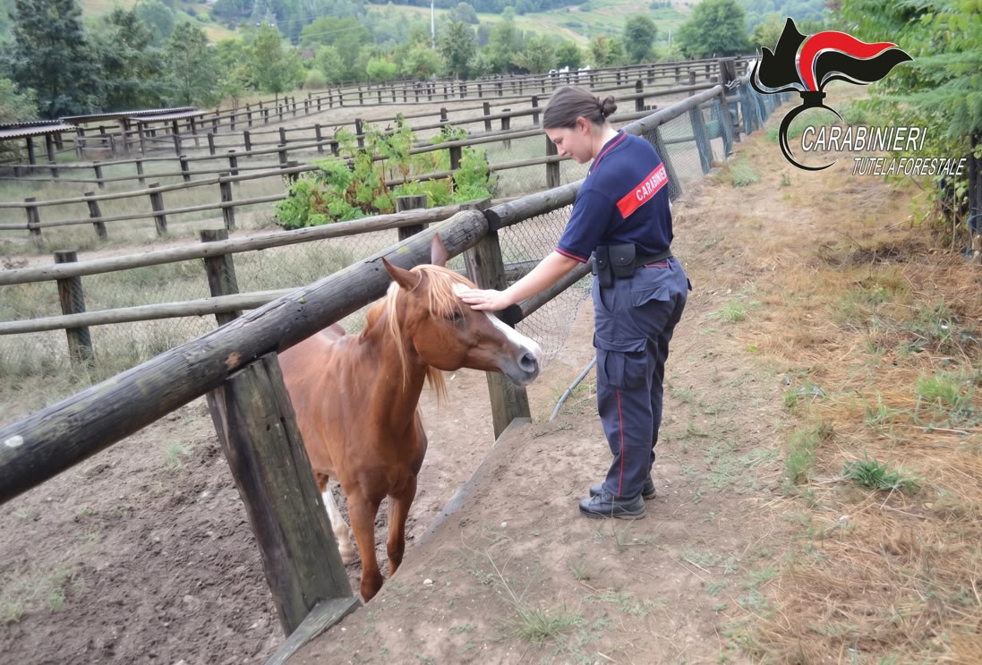 Salvati 12 cavalli arabi denutriti e senza cure in un allevamento nell’Astigiano