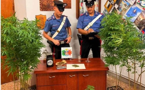 Scoperta una serra clandestina per la coltivazione di marijuana: arrestato 34enne