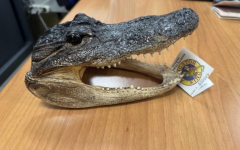 Sequestrata a Caselle una testa di coccodrillo in valigia