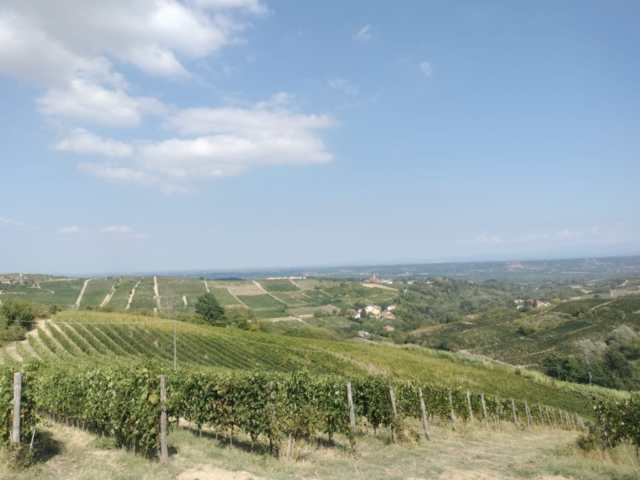 Vendemmia sempre più anticipata a causa del gran caldo, ma il clima premia la qualità