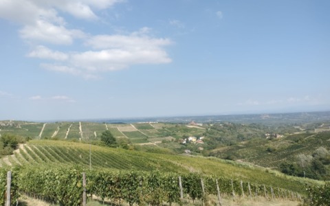 Vendemmia sempre più anticipata a causa del gran caldo, ma il clima premia la qualità