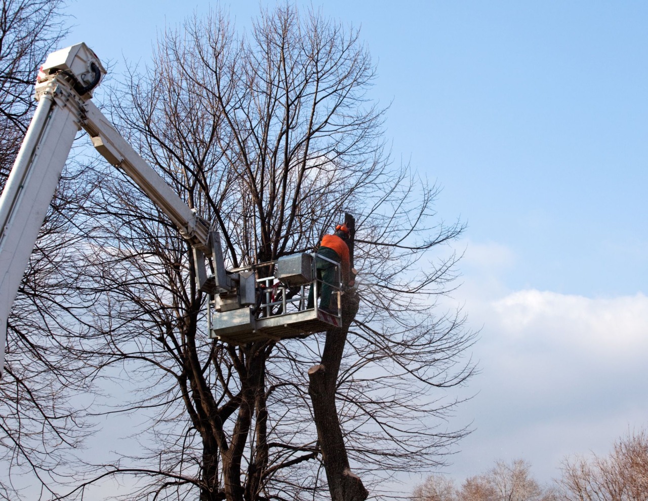 Via libera a Cervia: 100 mila euro per oltre 300 alberi