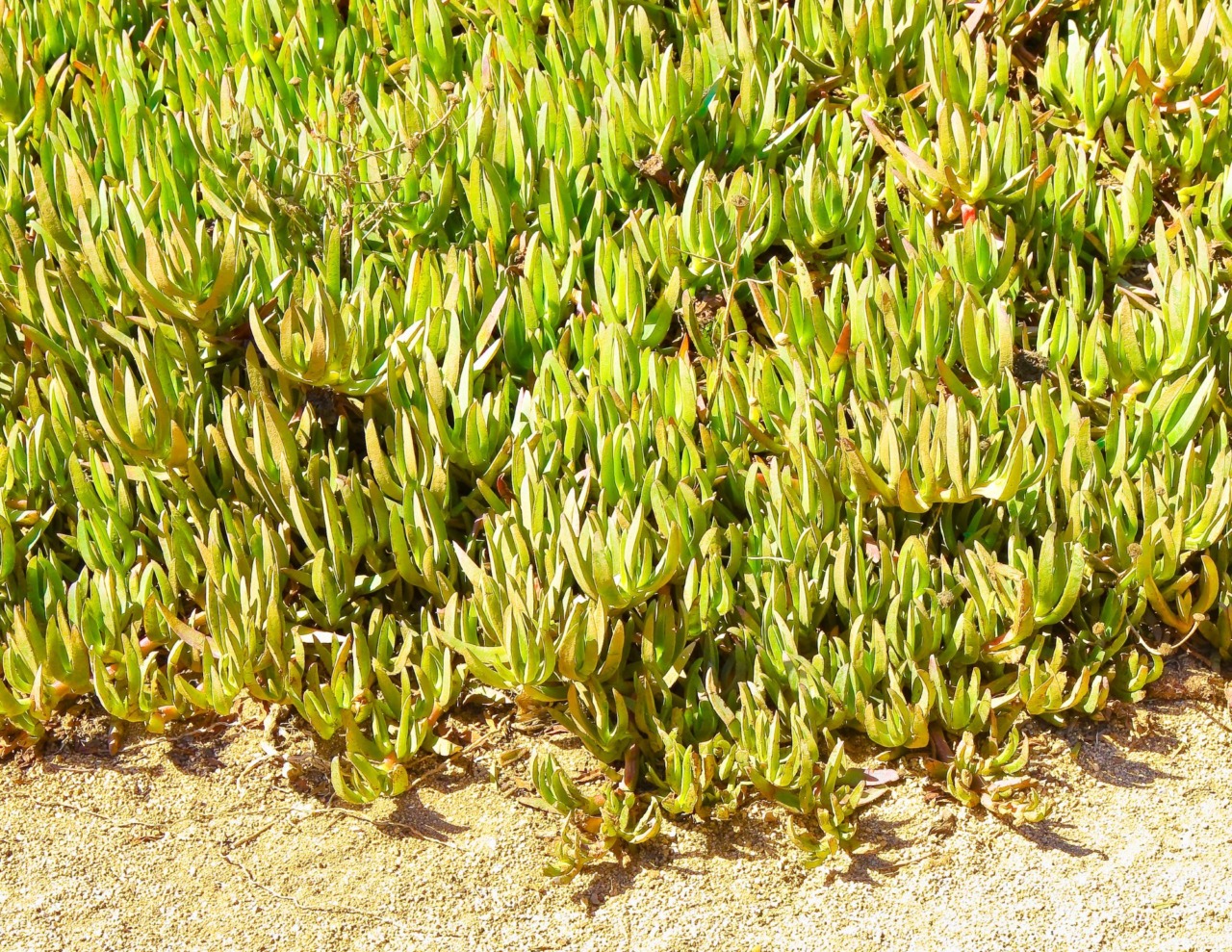 A Capraia lavori contro le piante aliene invasive