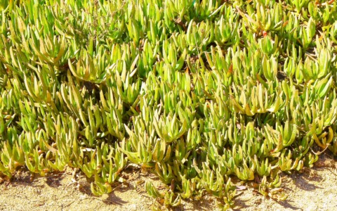 A Capraia lavori contro le piante aliene invasive