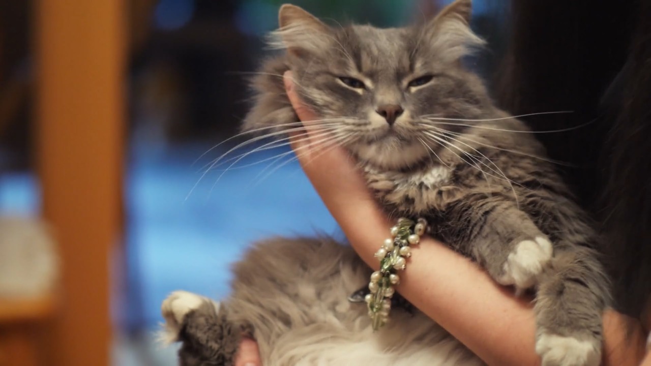 A “lezione” per conoscere e vivere meglio con il proprio gatto: a Ozzano dell’Emilia la consegna dei primi “patentini”