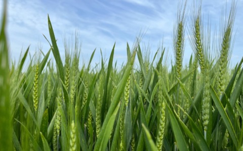 Agricoltura, otto milioni in più al Piemonte per abbattere i costi del gasolio