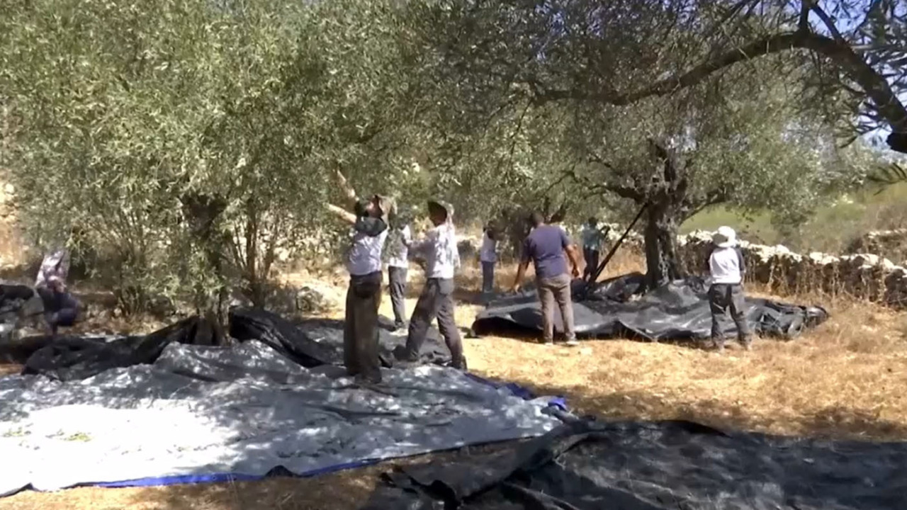 Aiutavano i palestinesi nella raccolta delle olive: cinque attiviste italiane fermate in Cisgiordania