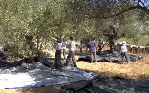 Aiutavano i palestinesi nella raccolta delle olive: cinque attiviste italiane fermate in Cisgiordania