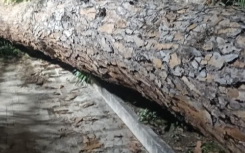 Albero crolla davanti al Policlinico Umberto I, danni a un’auto e alla recinzione