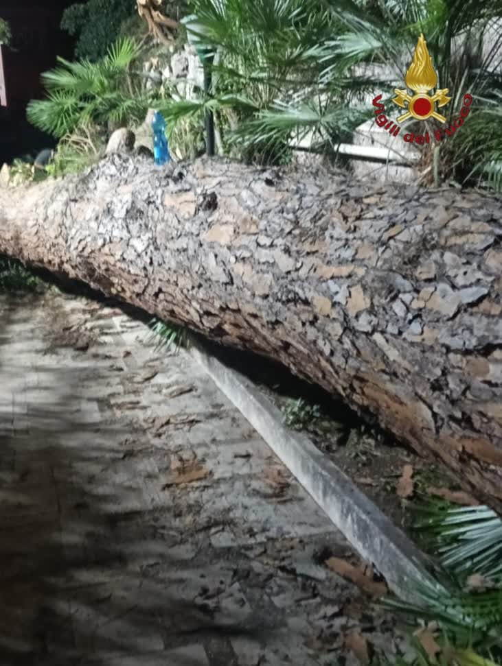 Albero crolla davanti al Policlinico Umberto I, danni a un’auto e alla recinzione