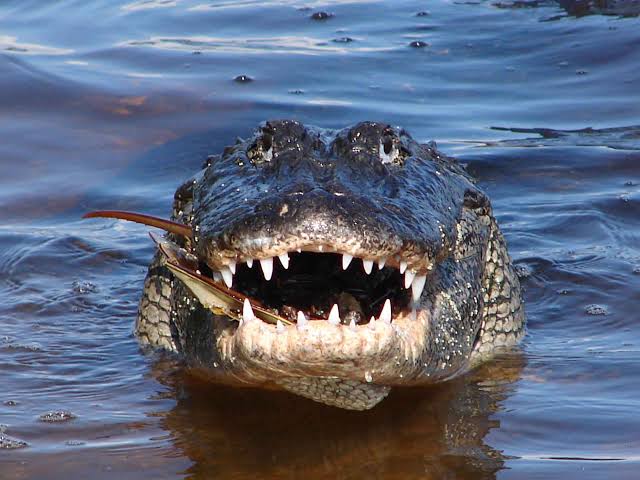 Alligatore aggredisce e uccide un 71enne in Florida