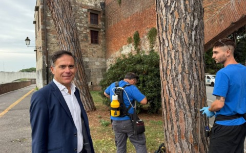 Cocciniglia, al via endoterapia per salvare 2600 pini