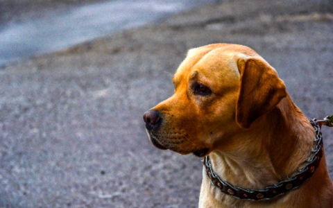 Deiezioni canine, ad Alessandria si valuta il DNA obbligatorio per multare i trasgressori