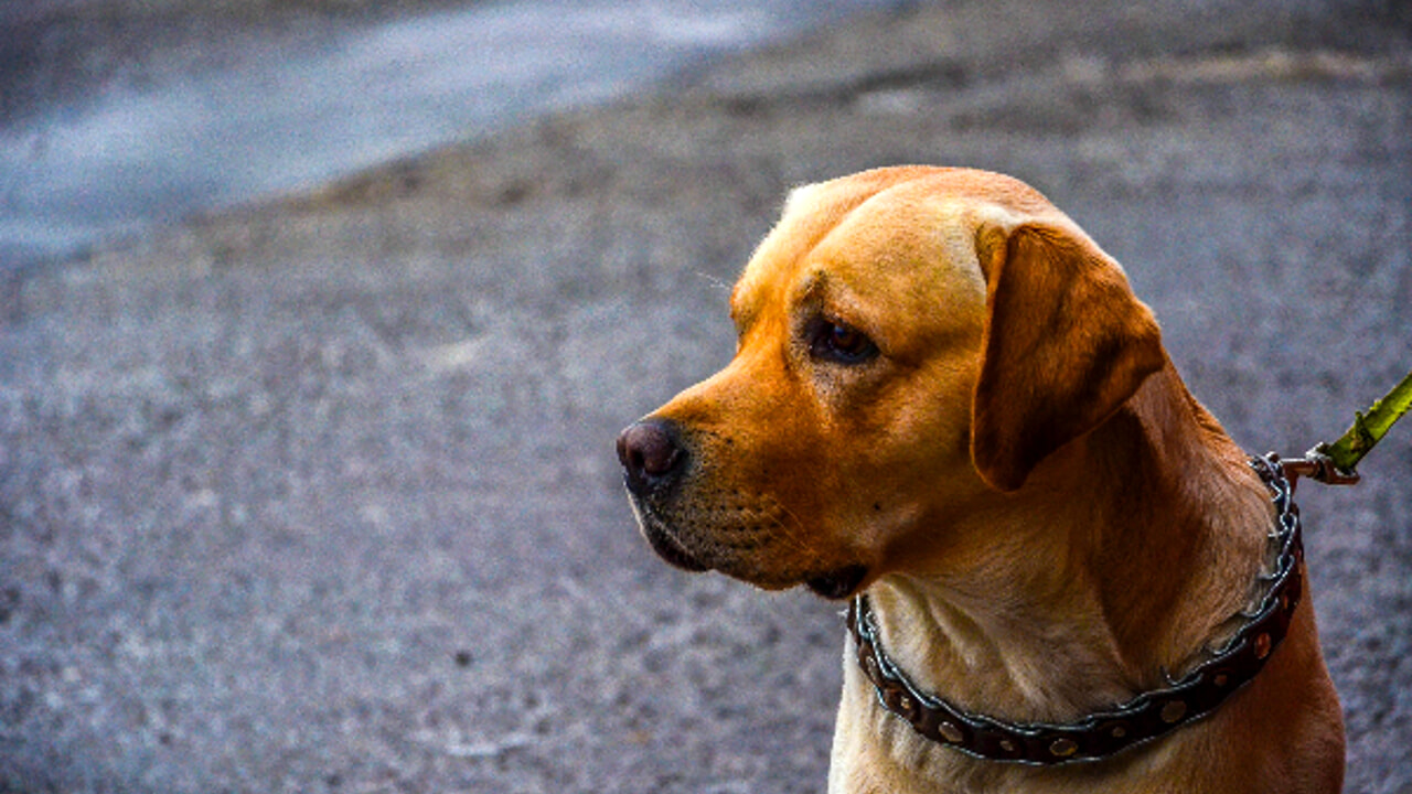 Deiezioni canine, ad Alessandria si valuta il DNA obbligatorio per multare i trasgressori