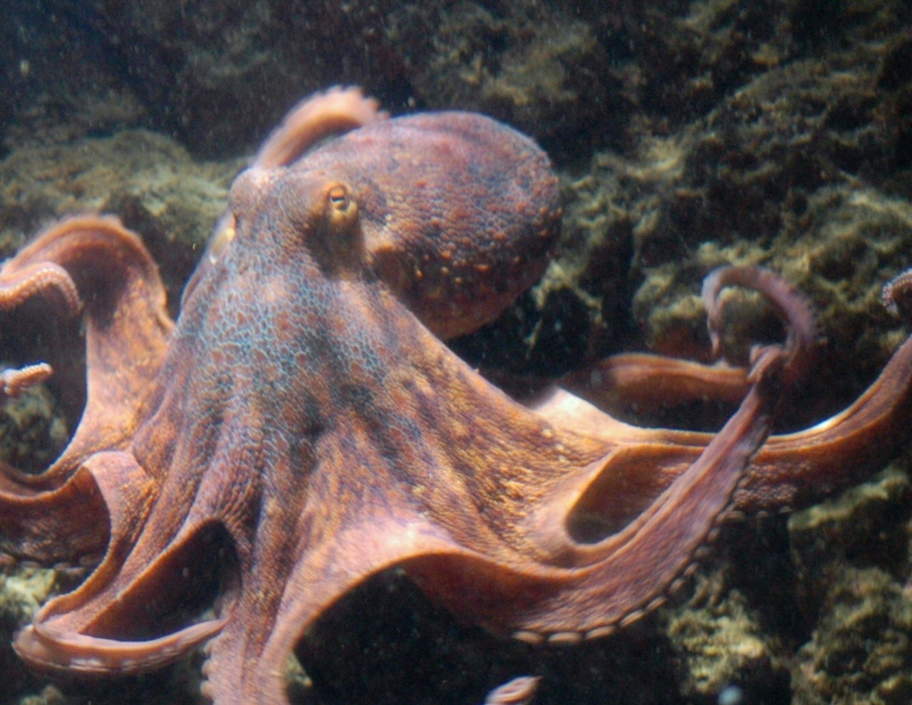Giornata mondiale del polpo, tra scienza e biodiversità