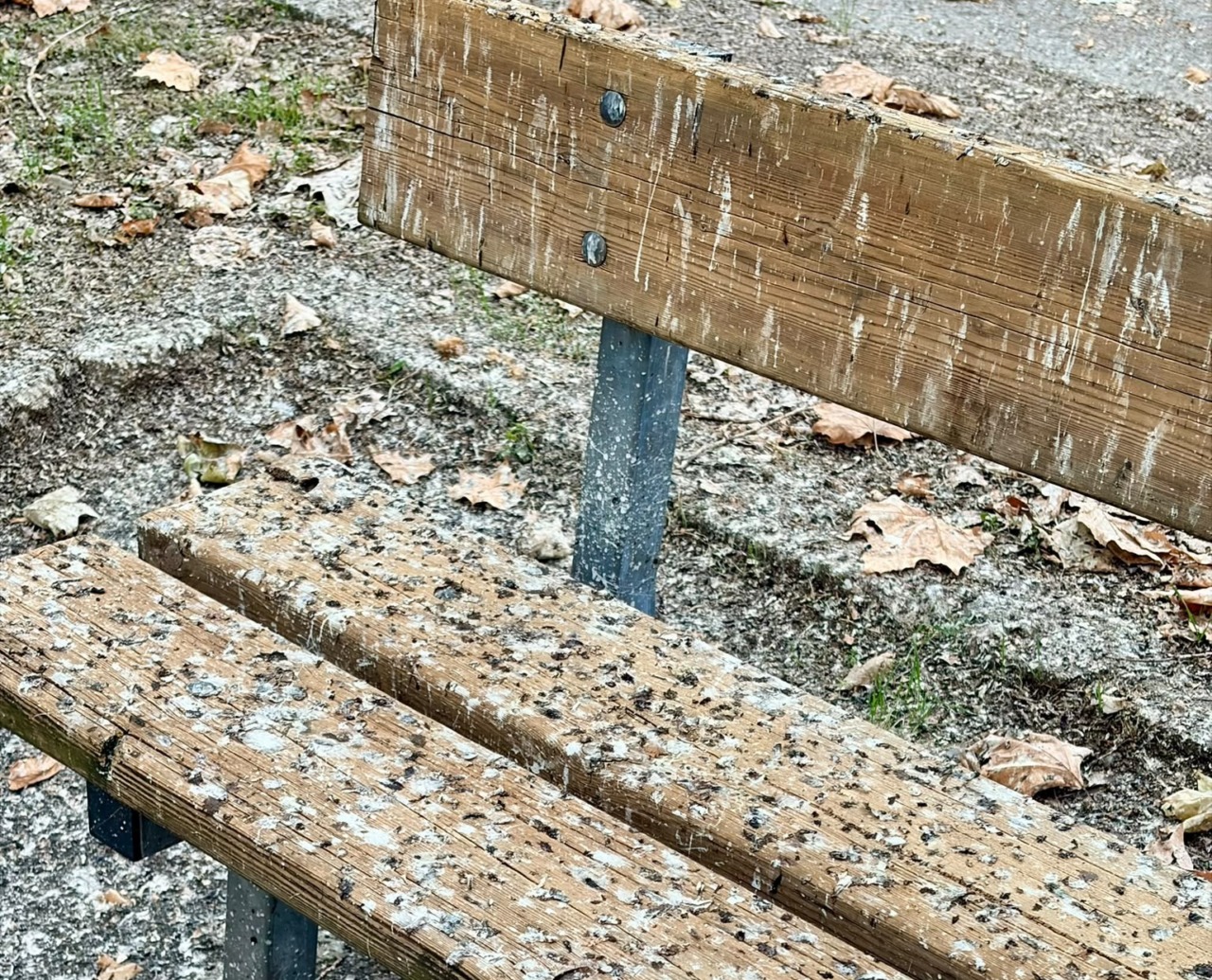 Guano e degrado in Spalto Marengo ad Alessandria: Priano(FdI) chiede intervento urgente