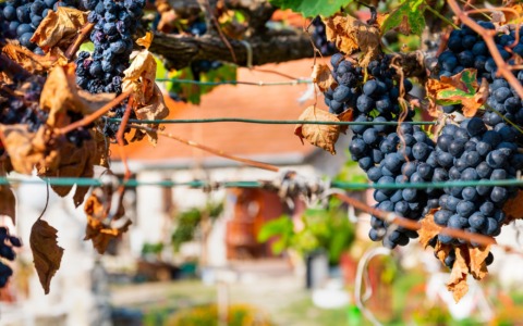 Il vino torna a tavola: ad Asti un’alleanza per i giovani