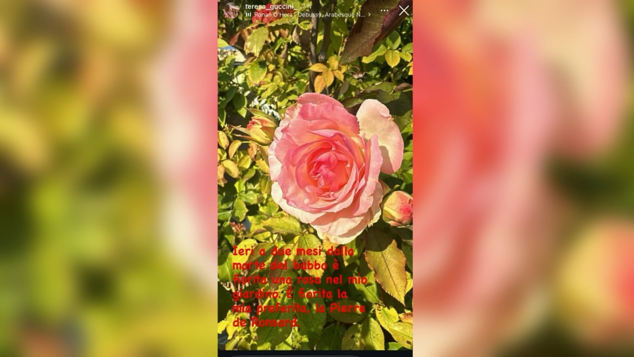 La foto di una rosa per ricordare Francesco Guccini: l’omaggio della figlia a due mesi dalla scomparsa del cantautore