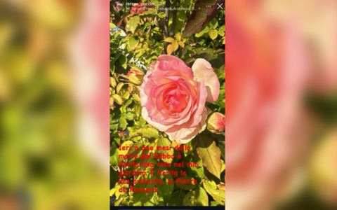 La foto di una rosa per ricordare Francesco Guccini: l’omaggio della figlia a due mesi dalla scomparsa del cantautore