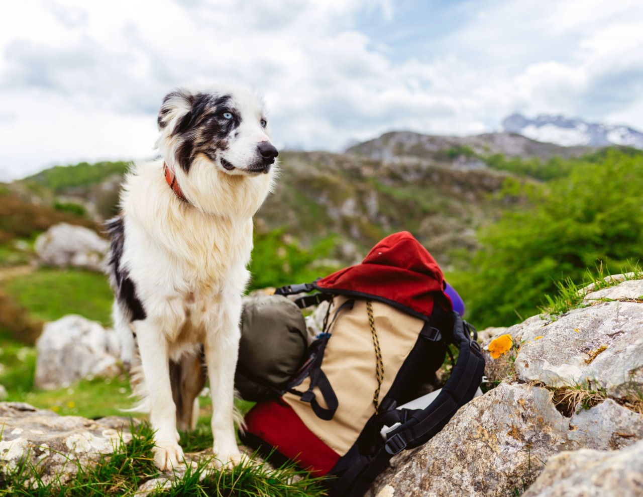 Oasi Zegna, torna l’escursione con i cani
