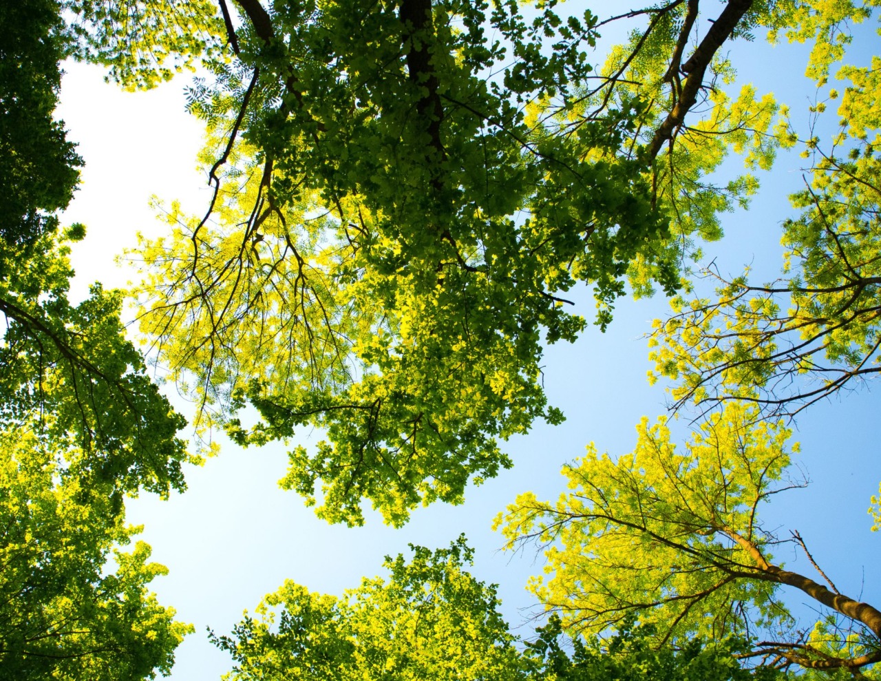 Oltre 2.800 alberi trasferiti per il depuratore di Bottegone