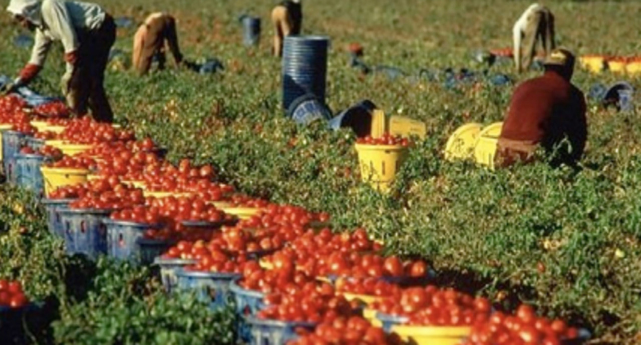 Otto indagati per sfruttamento di braccianti nel Casertano