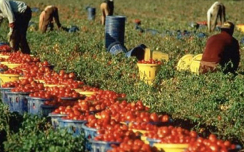 Otto indagati per sfruttamento di braccianti nel Casertano