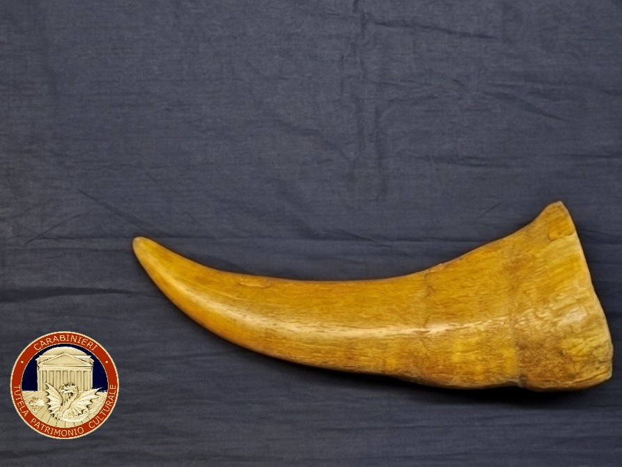 Recuperato a Bologna un raro corno di rinoceronte rubato da un museo di Napoli