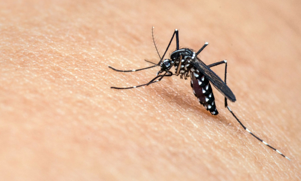 West Nile, morto a Genova un uomo di 86 anni