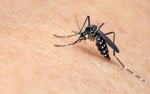 West Nile, morto a Genova un uomo di 86 anni
